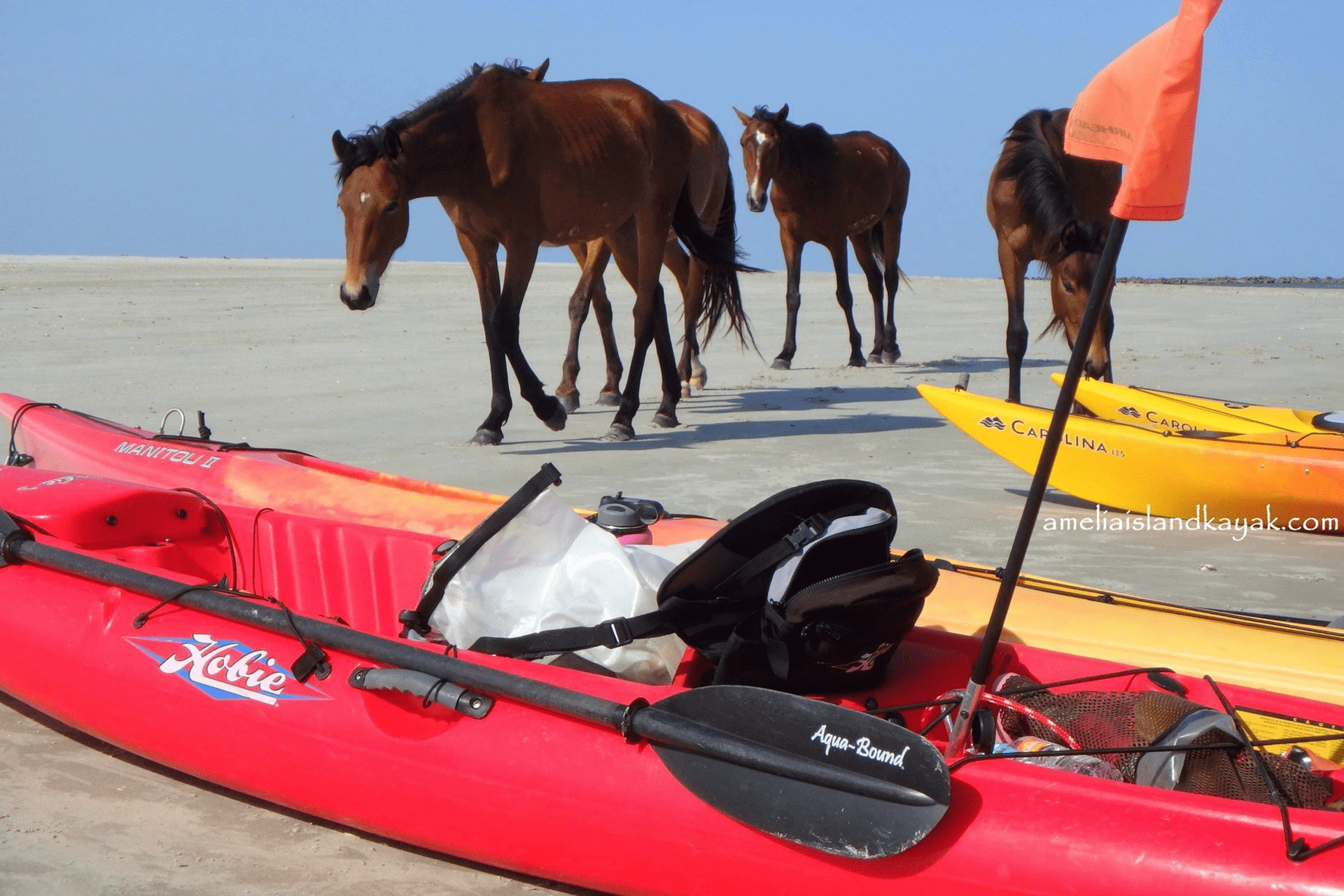 cumberland island kayak tour
