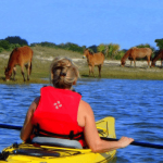 Amelia Island Kayak Cumberland Island Wild Horses