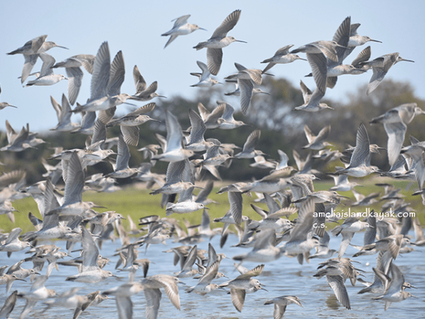 Amelia Island Kayak Flying Birds