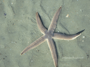 Amelia Island Kayak Starfish
