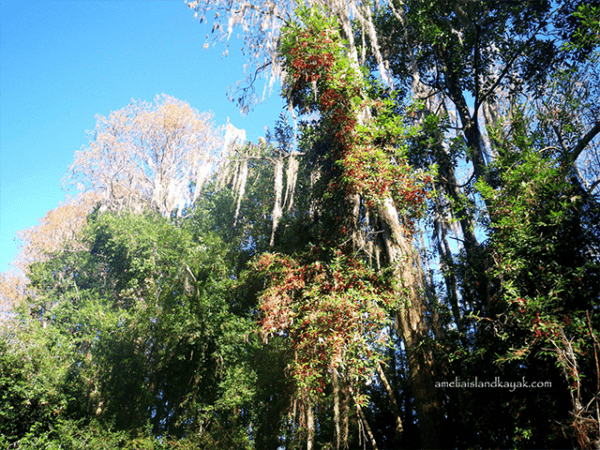 Okefenokee-main-3-600x450