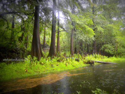 Amelia Island Kayak Excursions Suwannee River