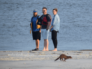 Amelia Island Kayaking Amelia River Mink on Beach