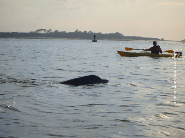 Amelia Island Kayak Amelia River Dolphin next to Kayak