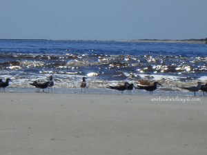 Amelia Island Kayak Birds on the Shore