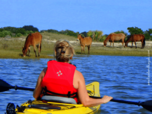 Amelia Island Kayak Cumberland Island Wild Horses