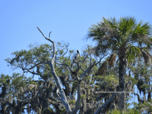 Amelia Island Kayak