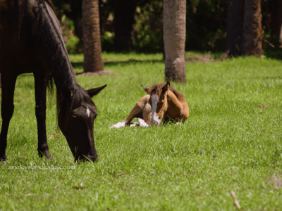 Amelia Island Kayak Cumberland Island Mare and Foal