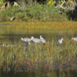 Wildlife Viewing